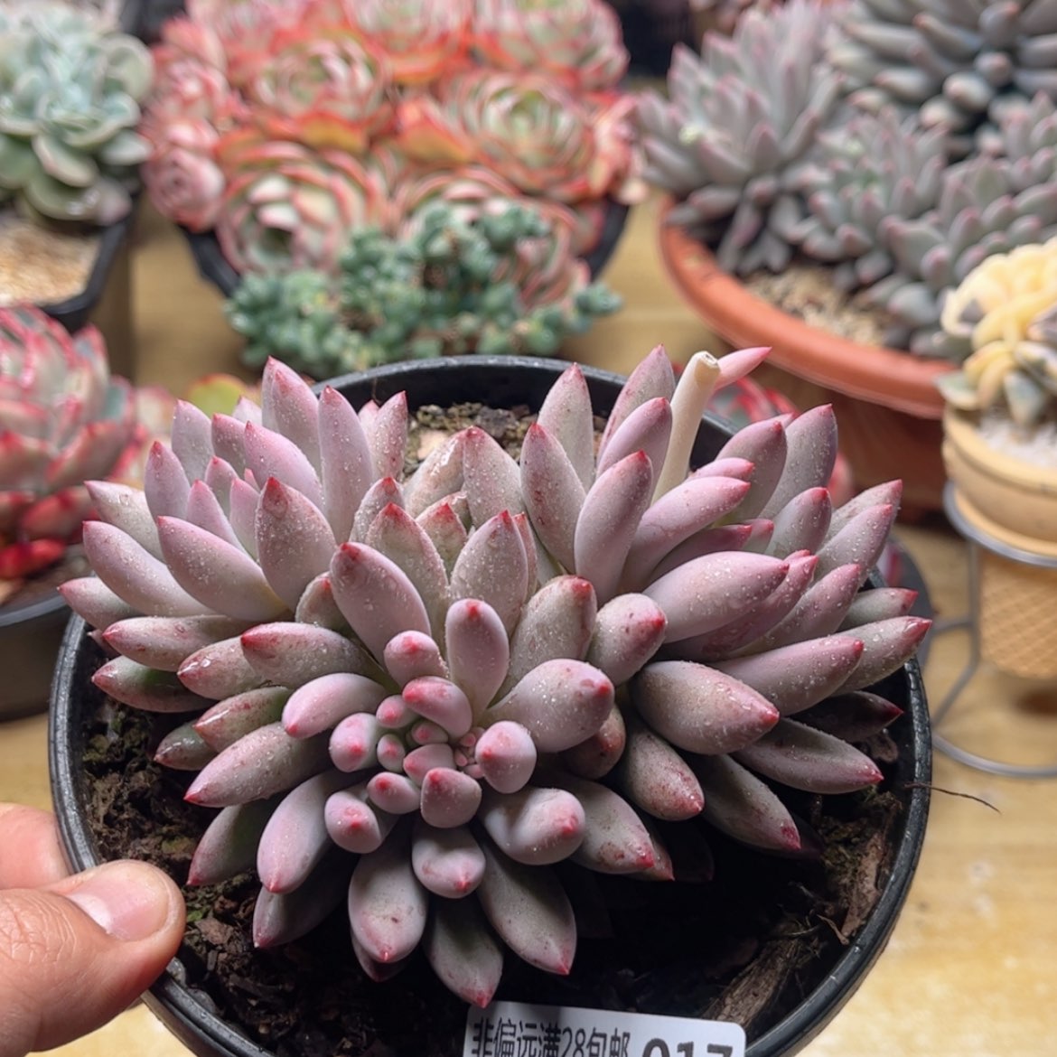 【闪购商品】017虞美人