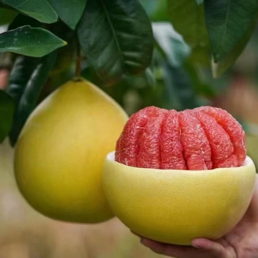 「红心蜜柚」18.8一个