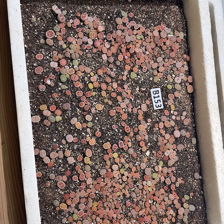 生153石花整框脱土发货不售后