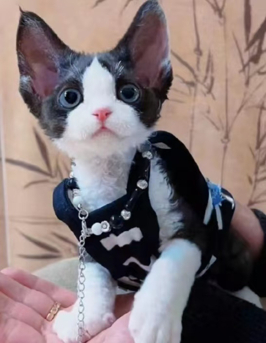 德文卷毛猫定制专属链接拍前询问