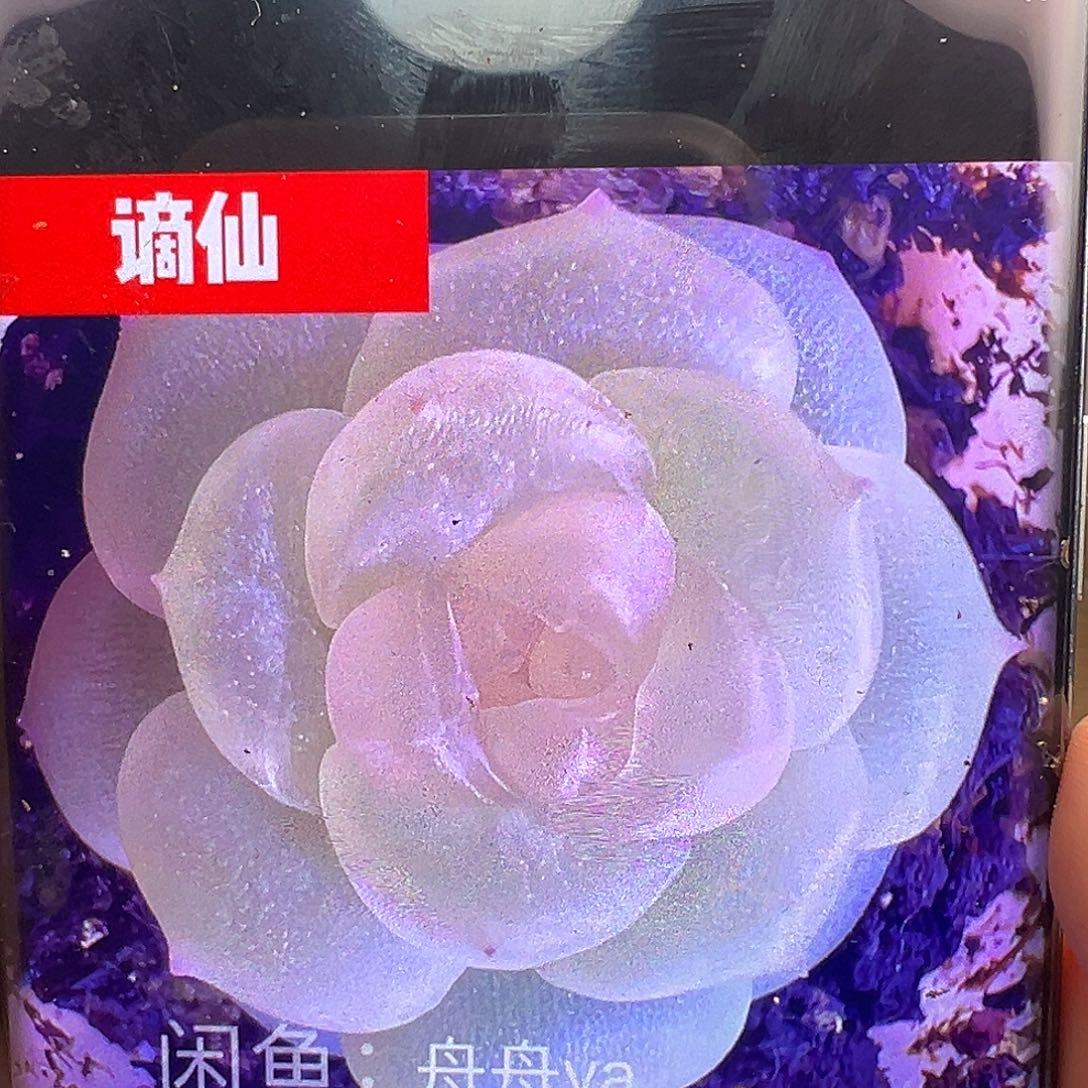 谪仙甜心状态展示链接