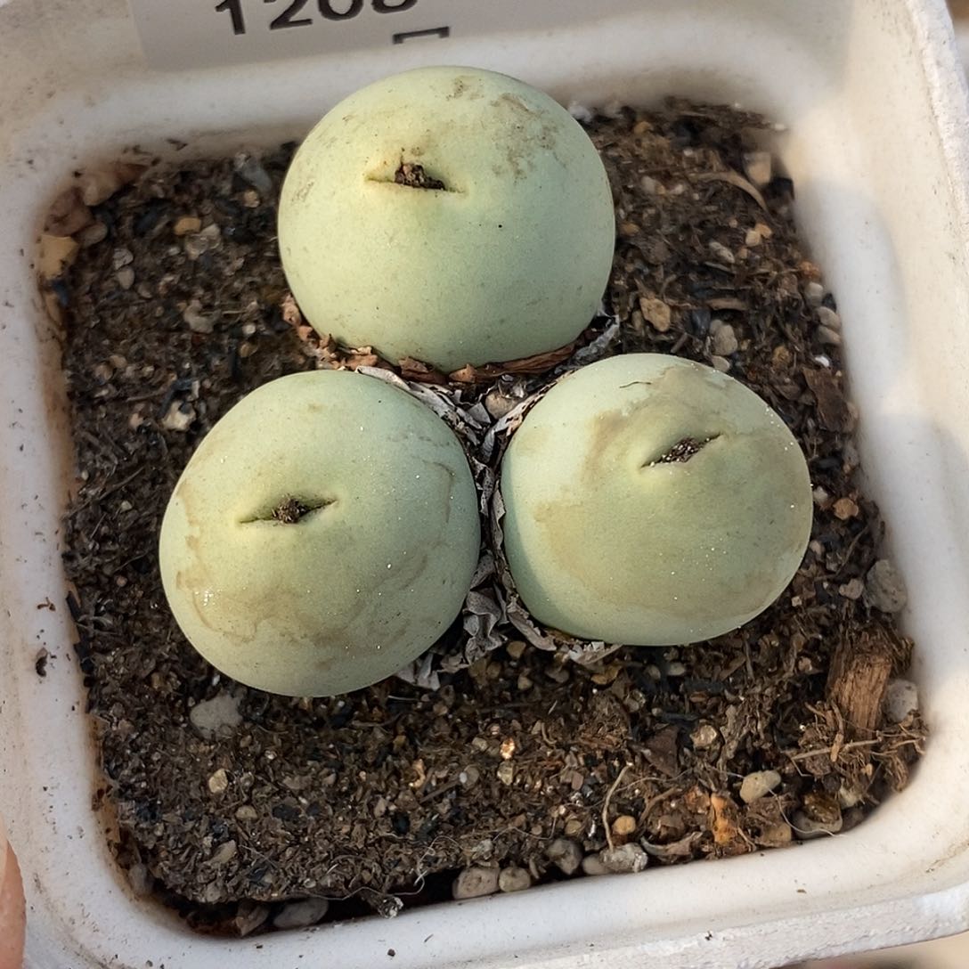 1208-24-鸽子蛋群。     