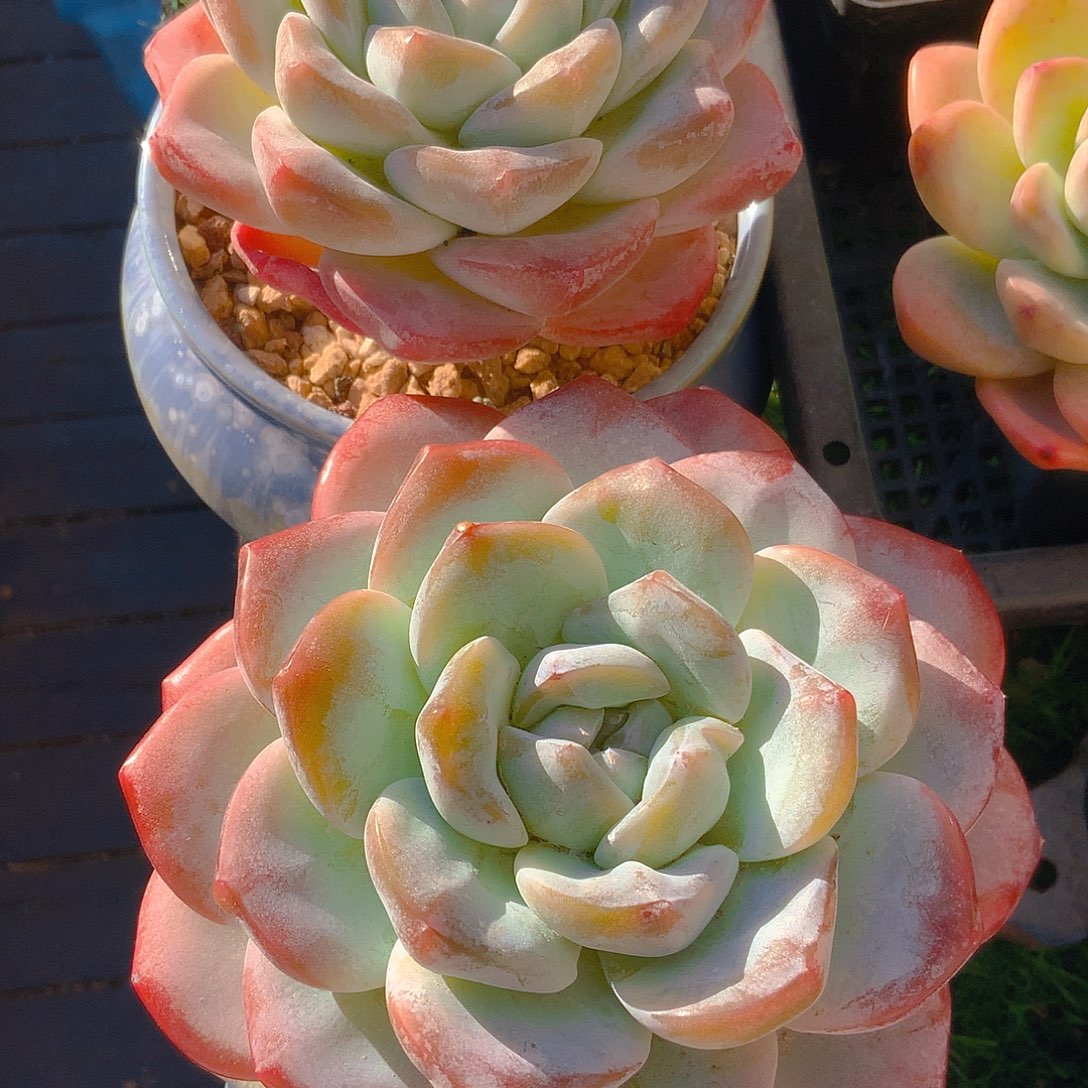 张**?韩版冰单头2颗一起