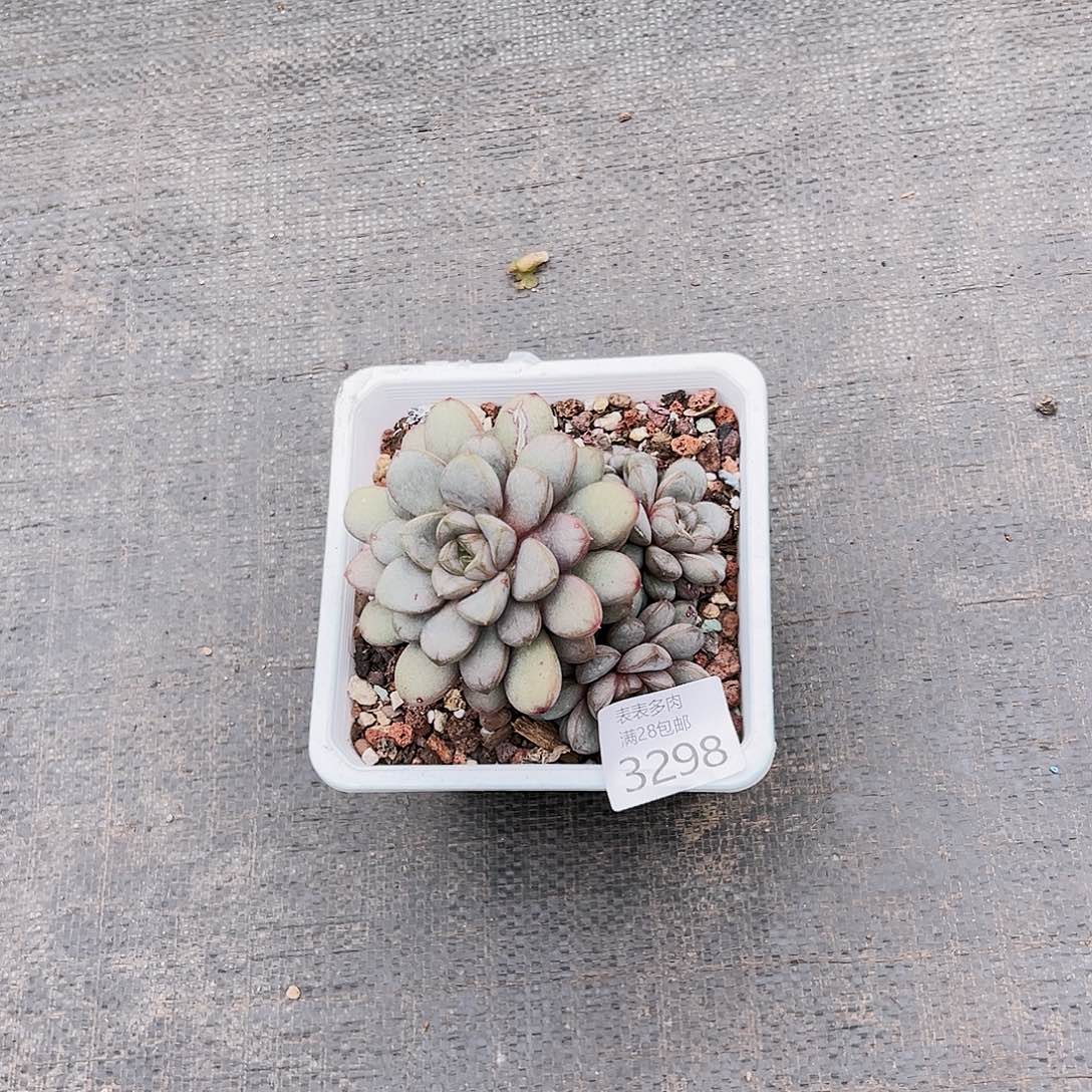 9号我们的确是3298