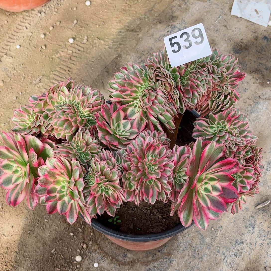 无花朵辰*多肉植物539