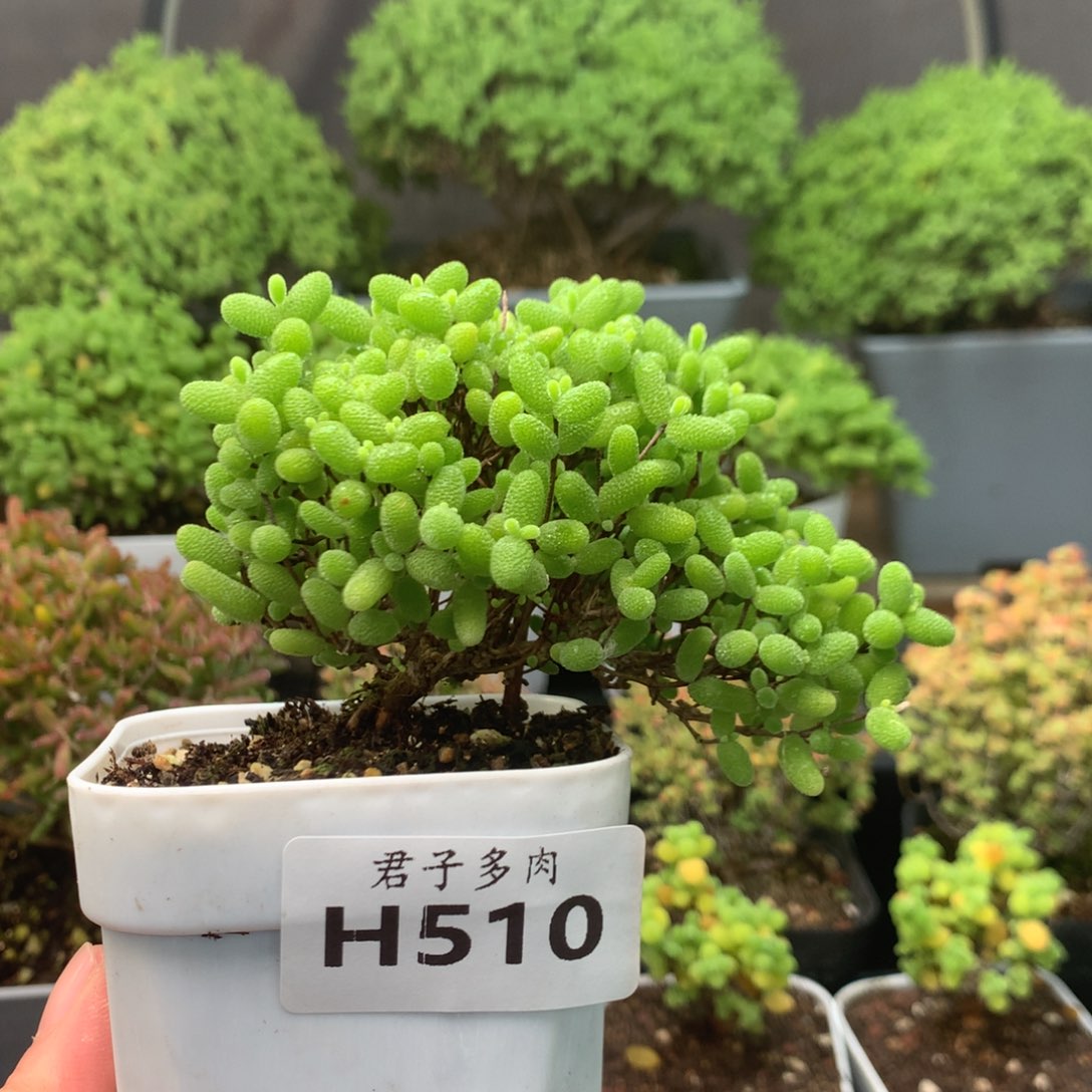 510蜜橘。           