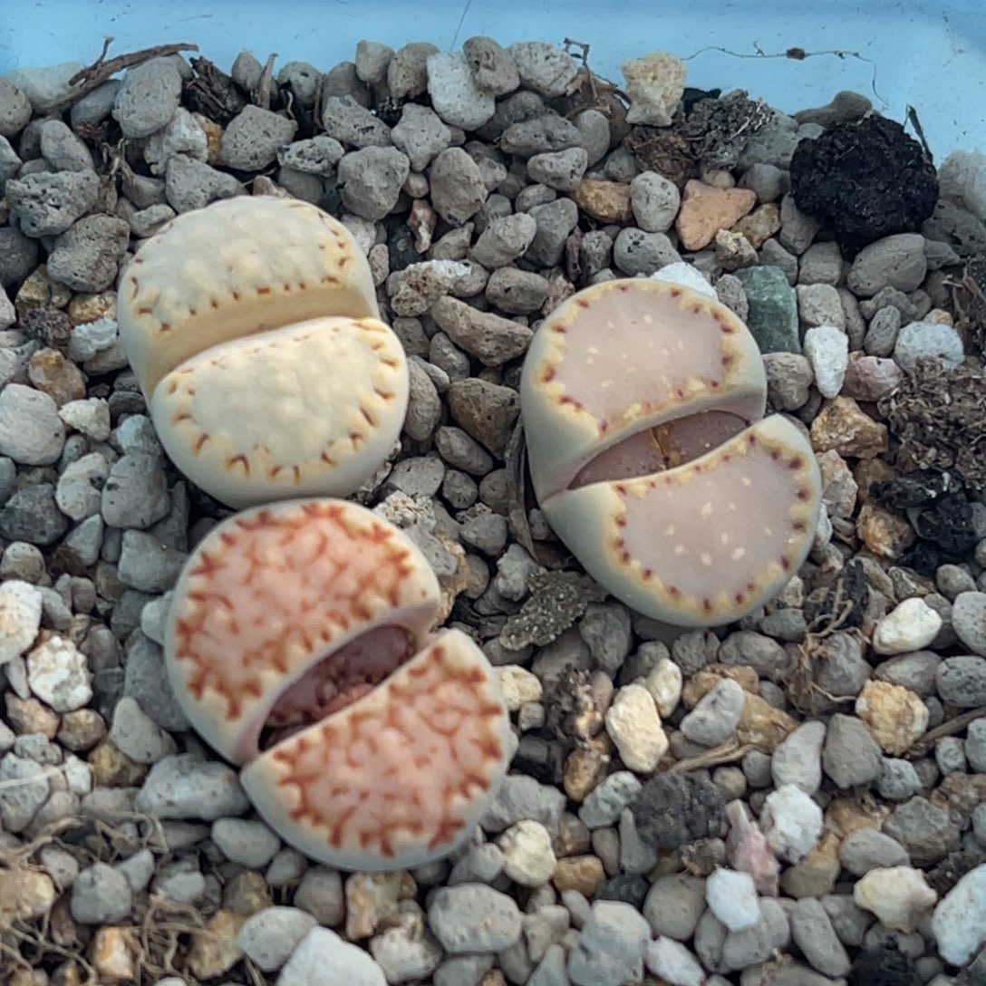 8015饼干彩套三颗 