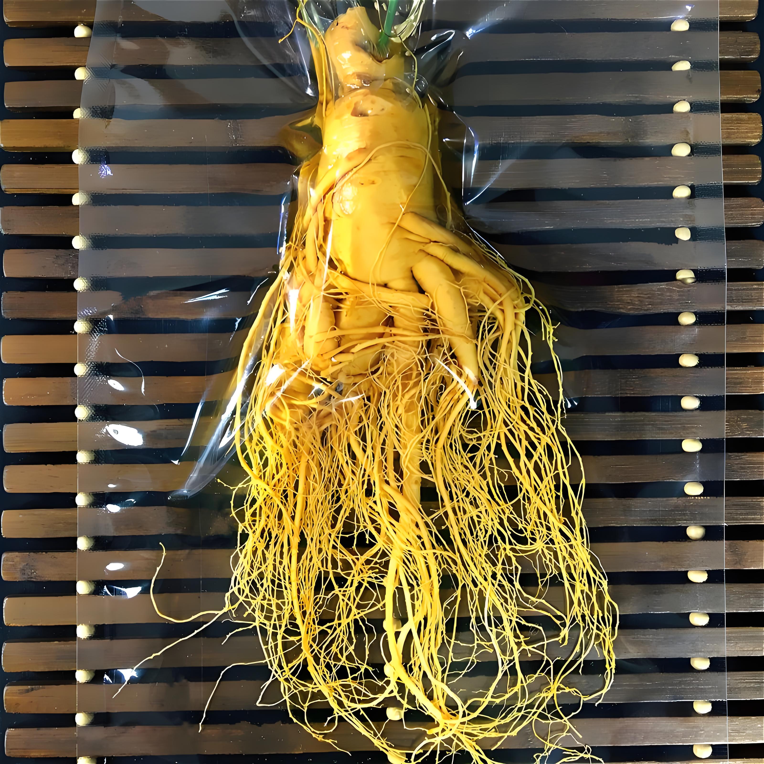 300克左右保鲜参泡酒高档观赏