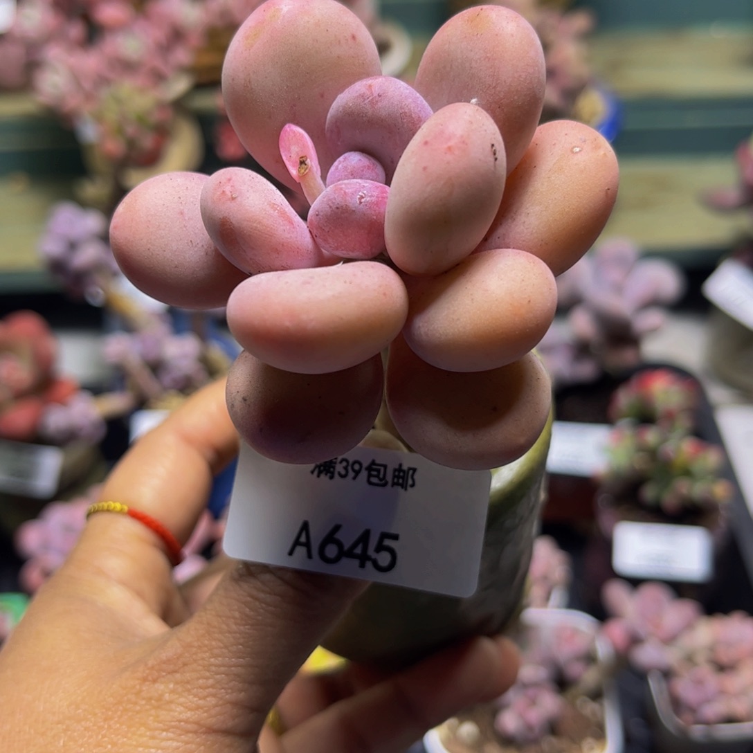 蛋黄奶645/6cm多肉