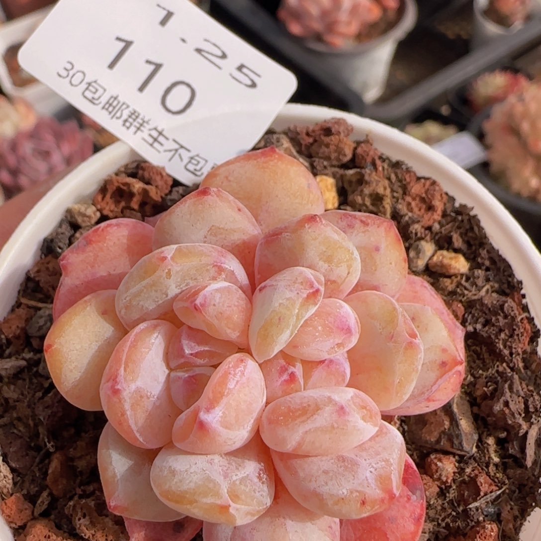 星影双心石化一颗脱土