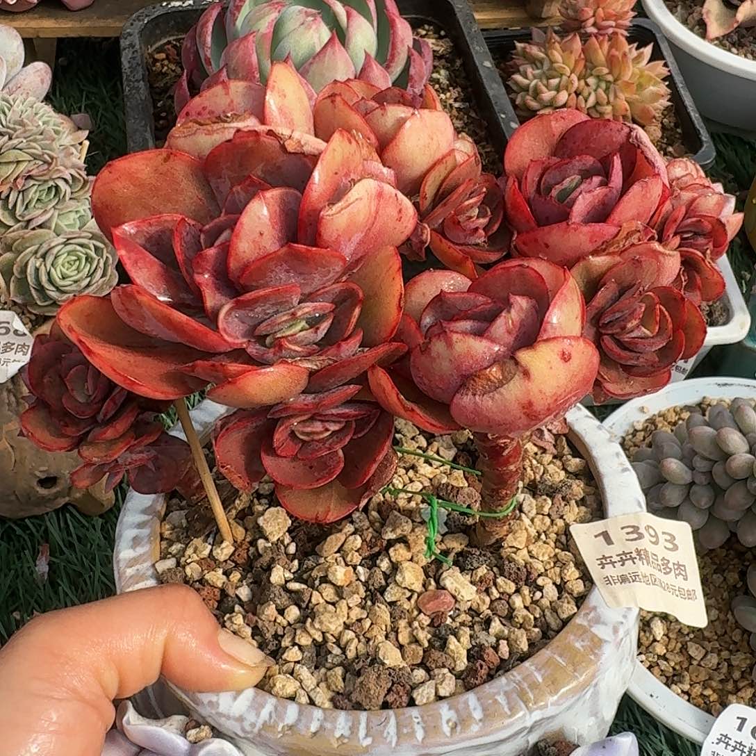 1393一物一拍（满28包邮¥