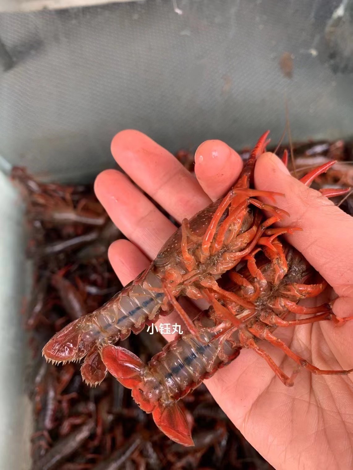 小龙虾（中号））可洗杀
