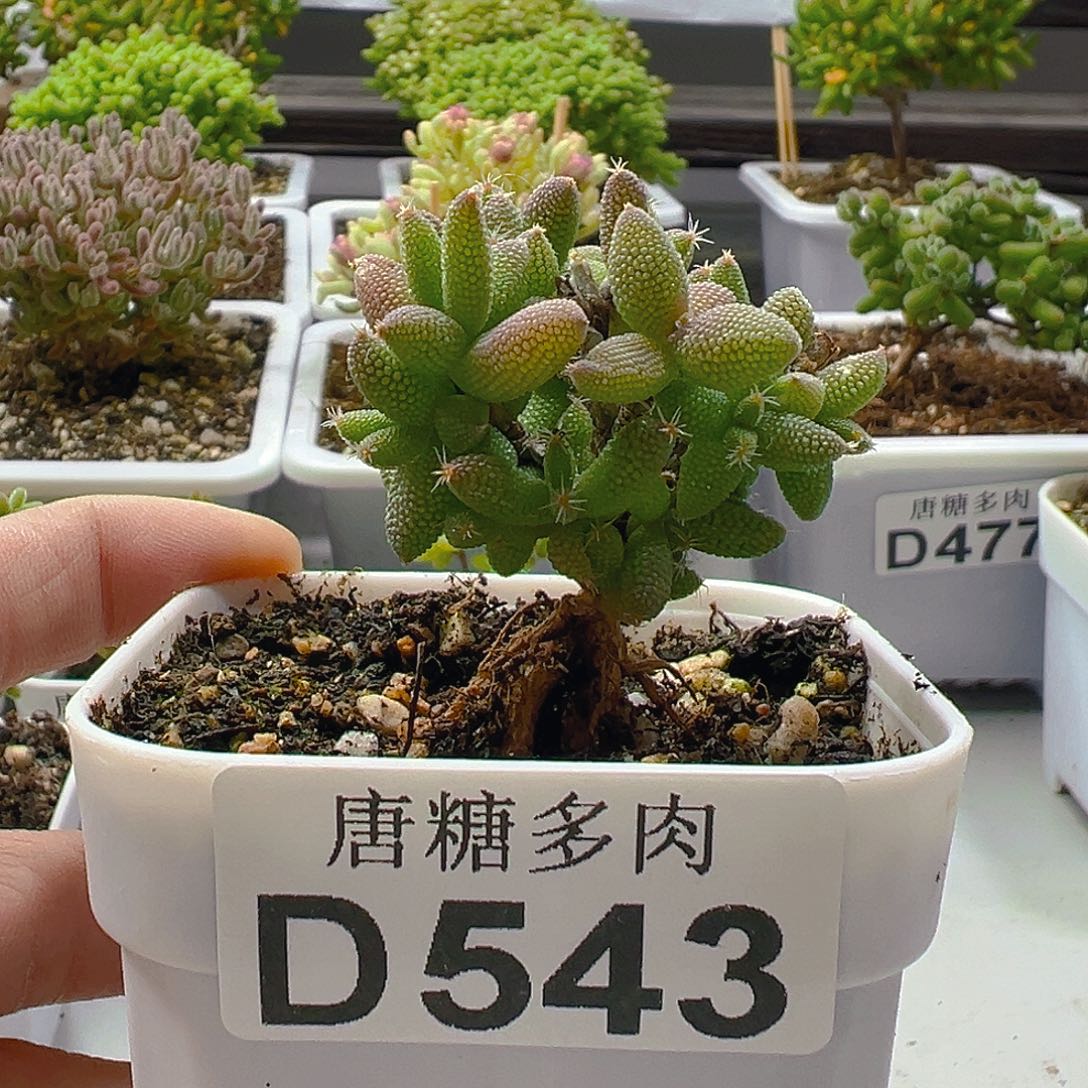 玉米543。           
