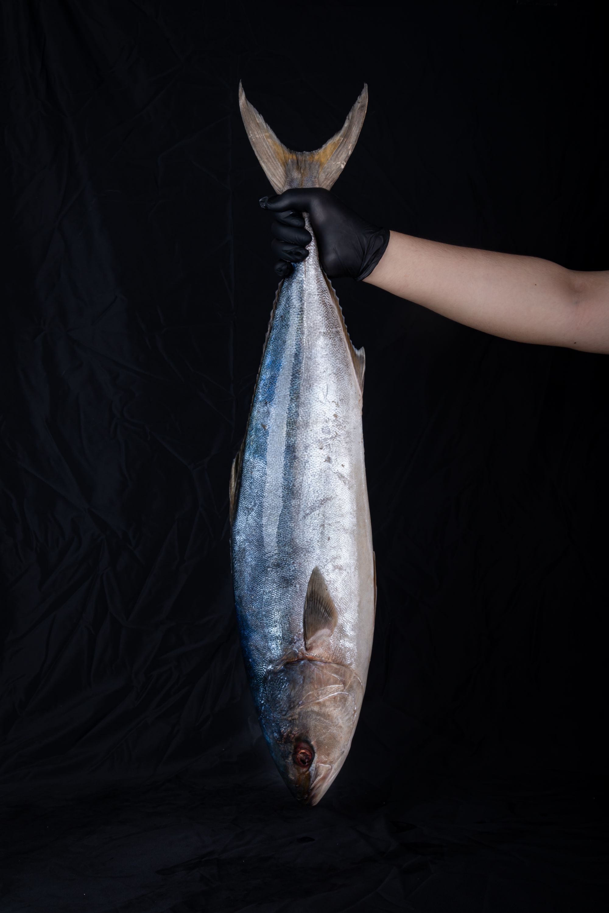 顺丰 渤海新鲜速冻海钓 油甘鱼 深海冷水鱼