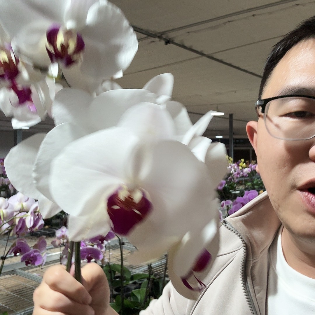 谨***行完全开放106487无花苞2颗