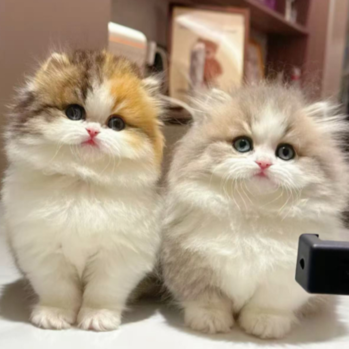 【佰茗猫舍】全品种宠物活体猫咪包括金渐层银渐层布偶猫缅因猫等