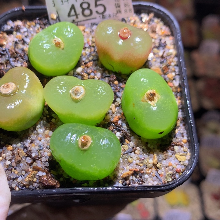 精品生石花118.485