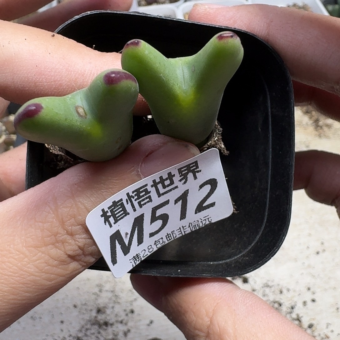 多肉植物的阿富汗和您