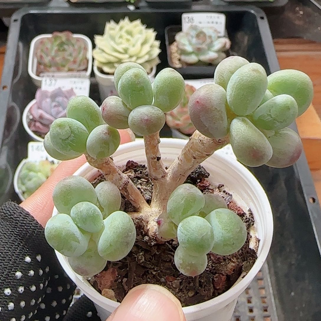 多肉0701-143苹果美人小老桩