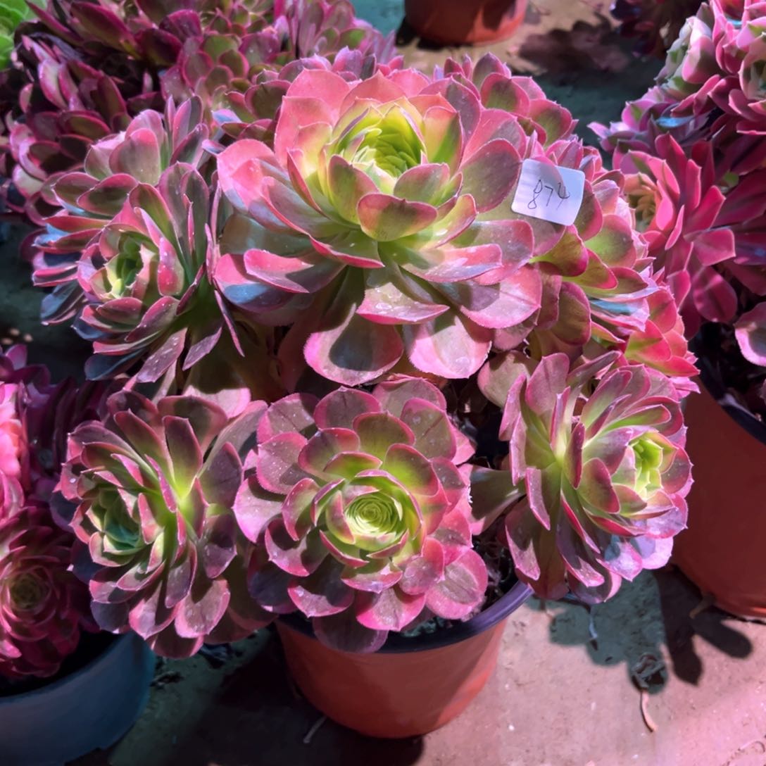 多肉植物奶白874