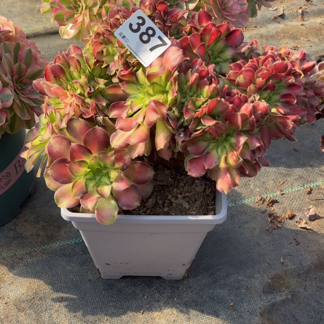 387韶华追多肉植物多肉植物