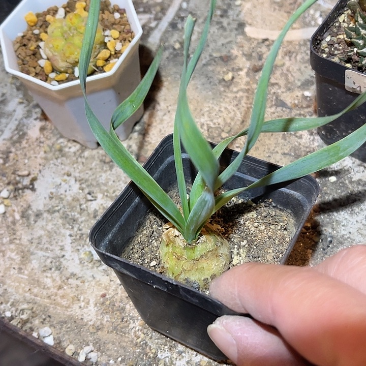 满38包邮，年后脱土晾根发货