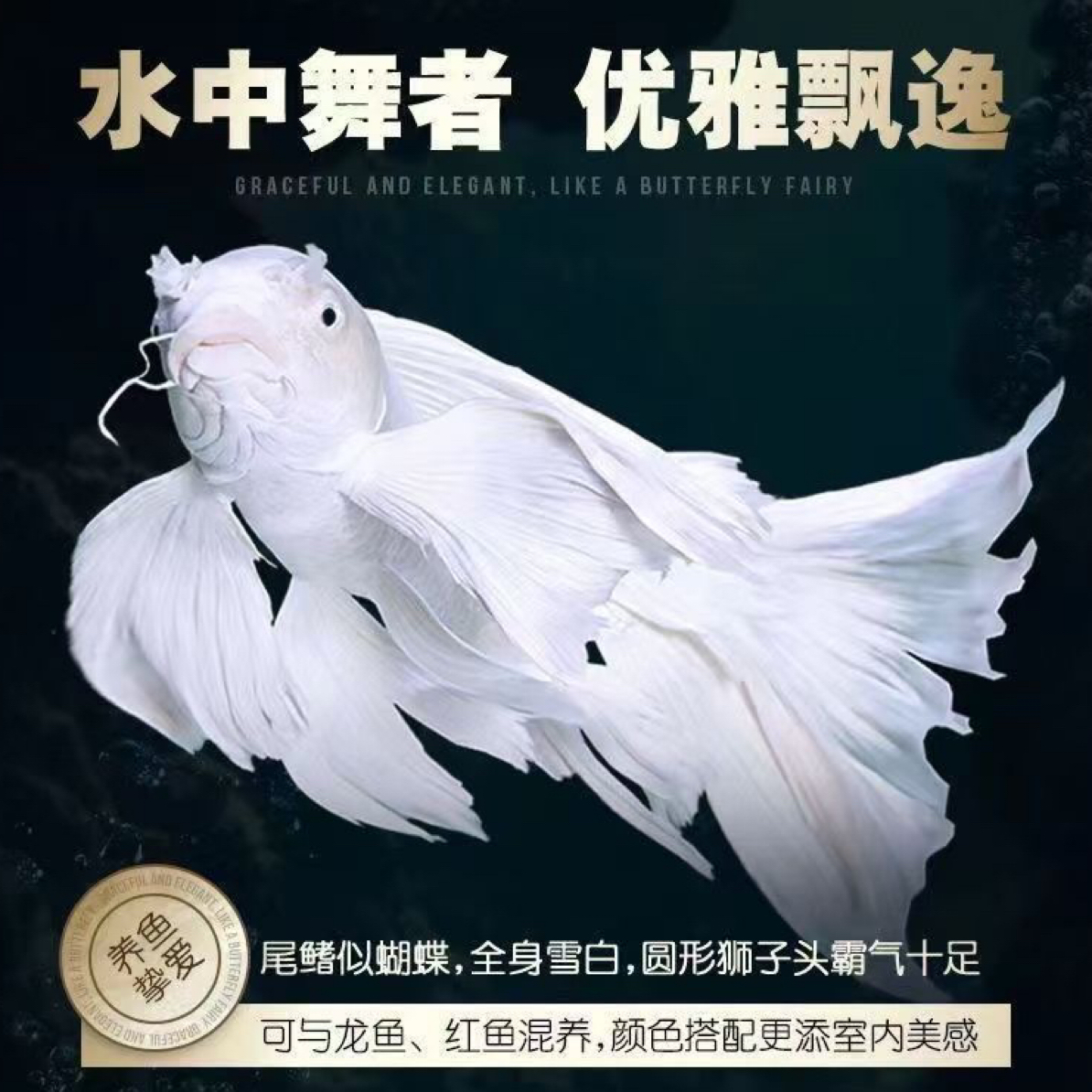 25-30cm普身纯种台湾白蝴蝶鲤