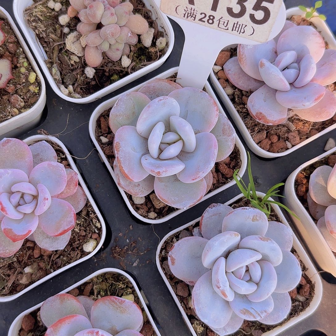 A135雪莲一物一拍