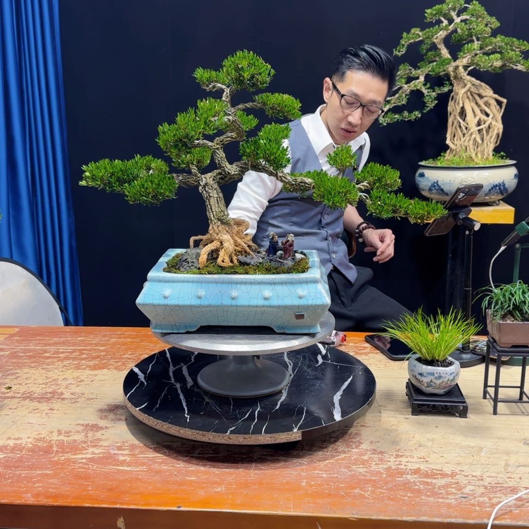 黄杨室内室外盆景艺术