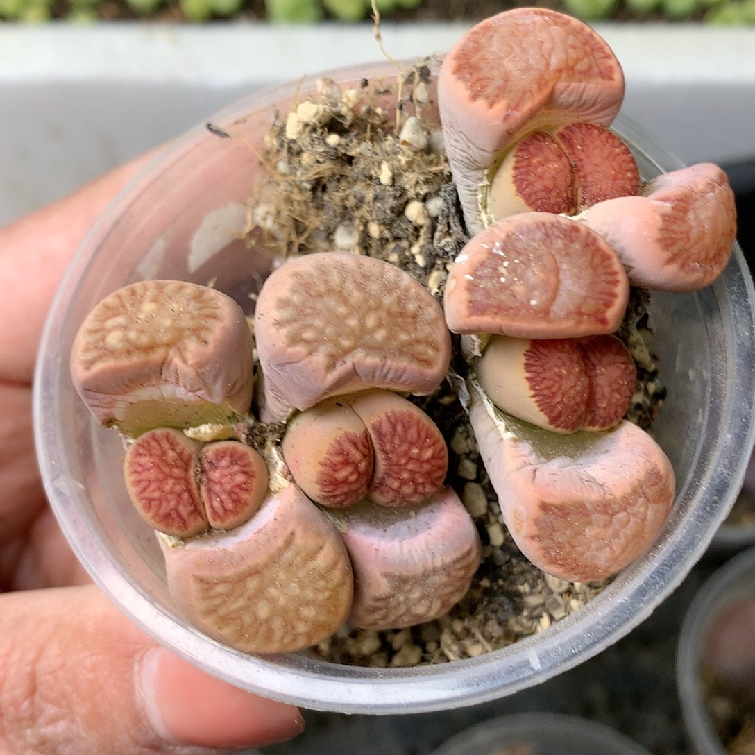 K153多肉植物保护研究所