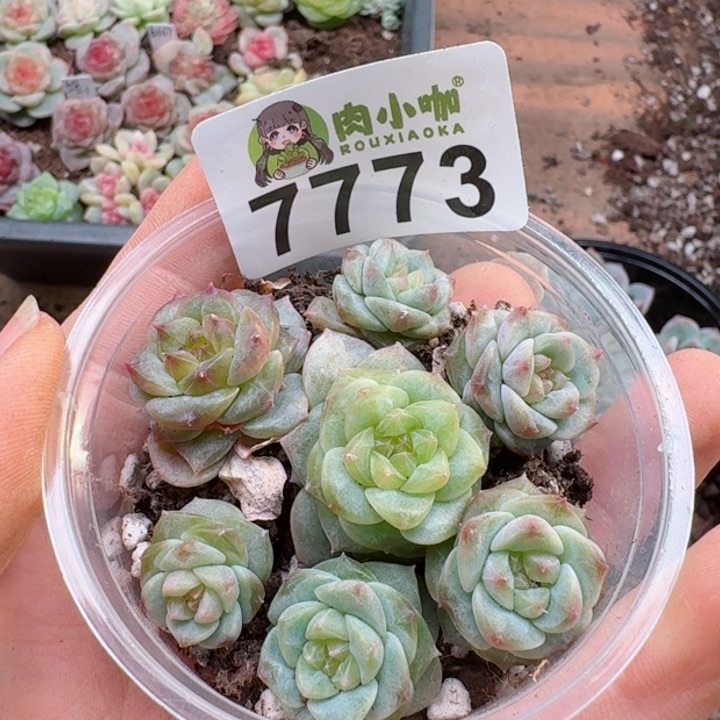 多肉植物多肉植物