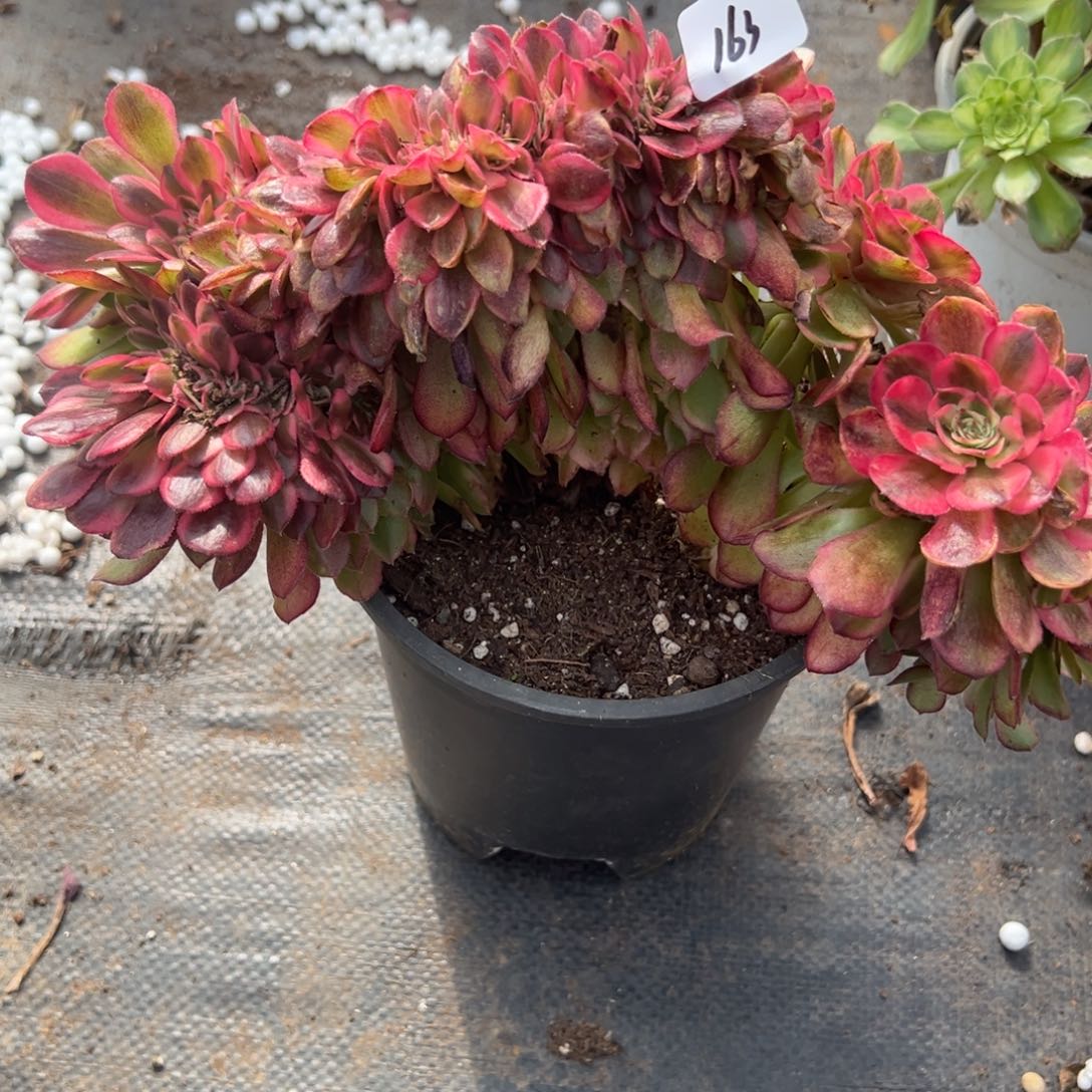 163荔枝缀多肉仔细一看