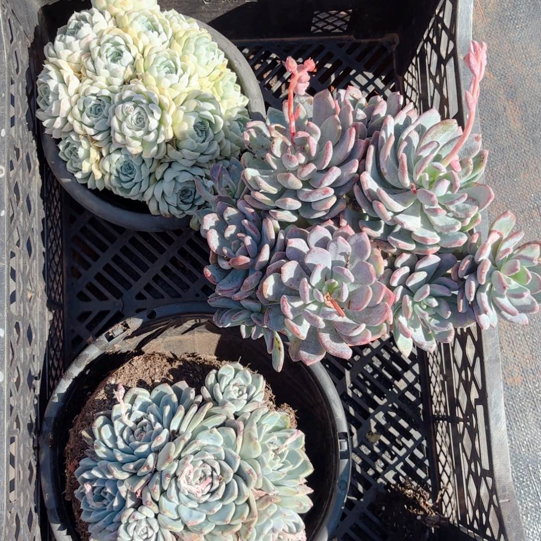 10号。      18。   3颗。