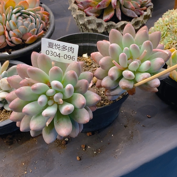 夏悦多肉 0304-96香水宝贝