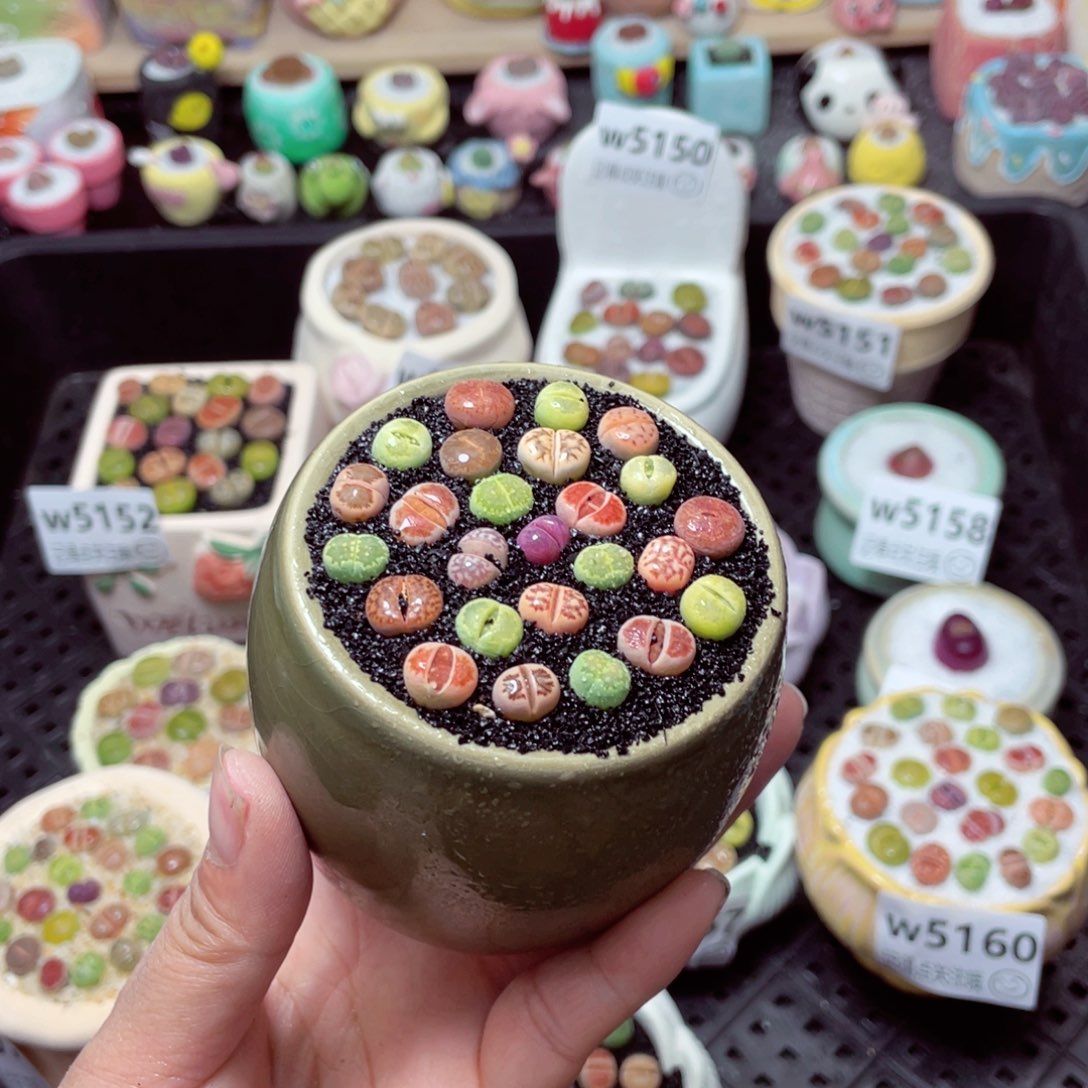 w5163 带盆土发货-零下地区拍保温箱