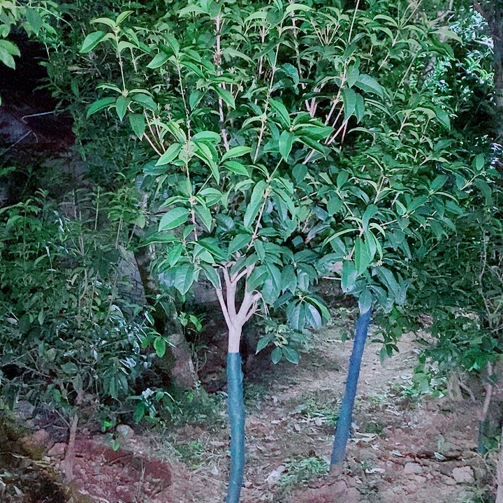 @***英完全开放4左右四级桂