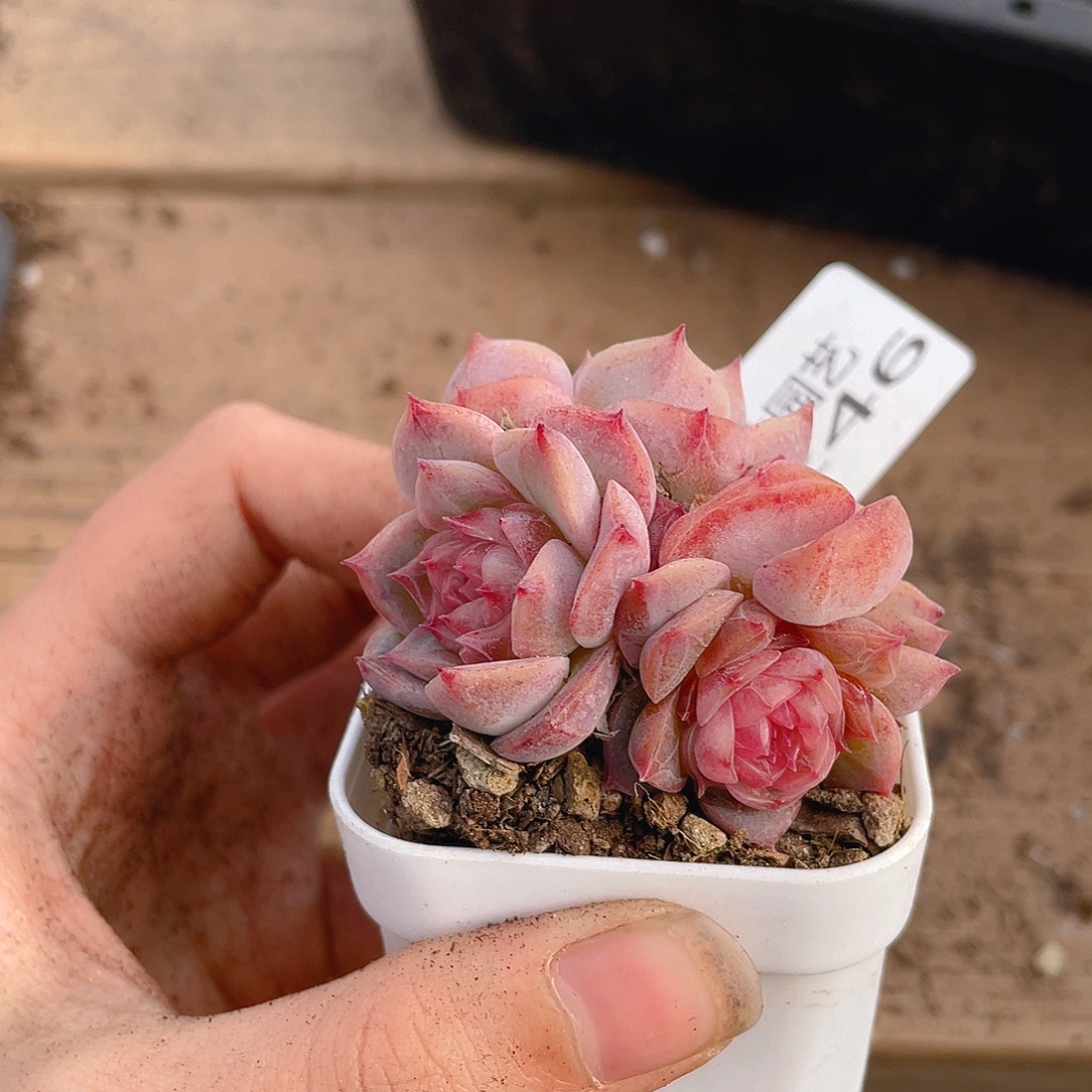 多肉植物多肉植物246