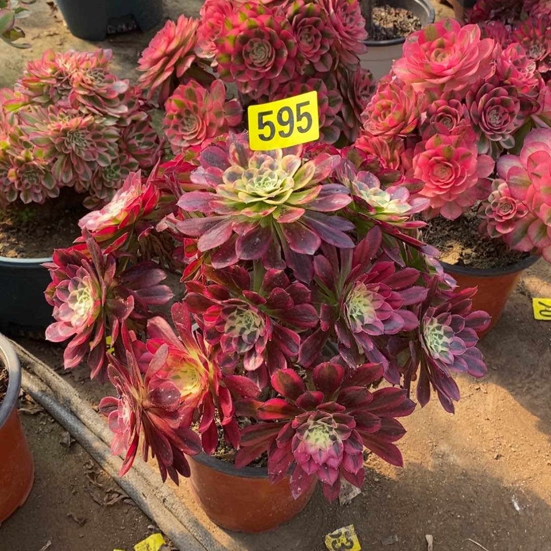 天河多肉法师595