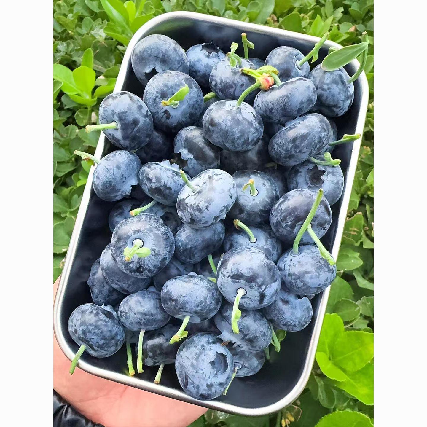 【顺丰】云南脆甜蓝莓新鲜脆甜应季水果现摘现发