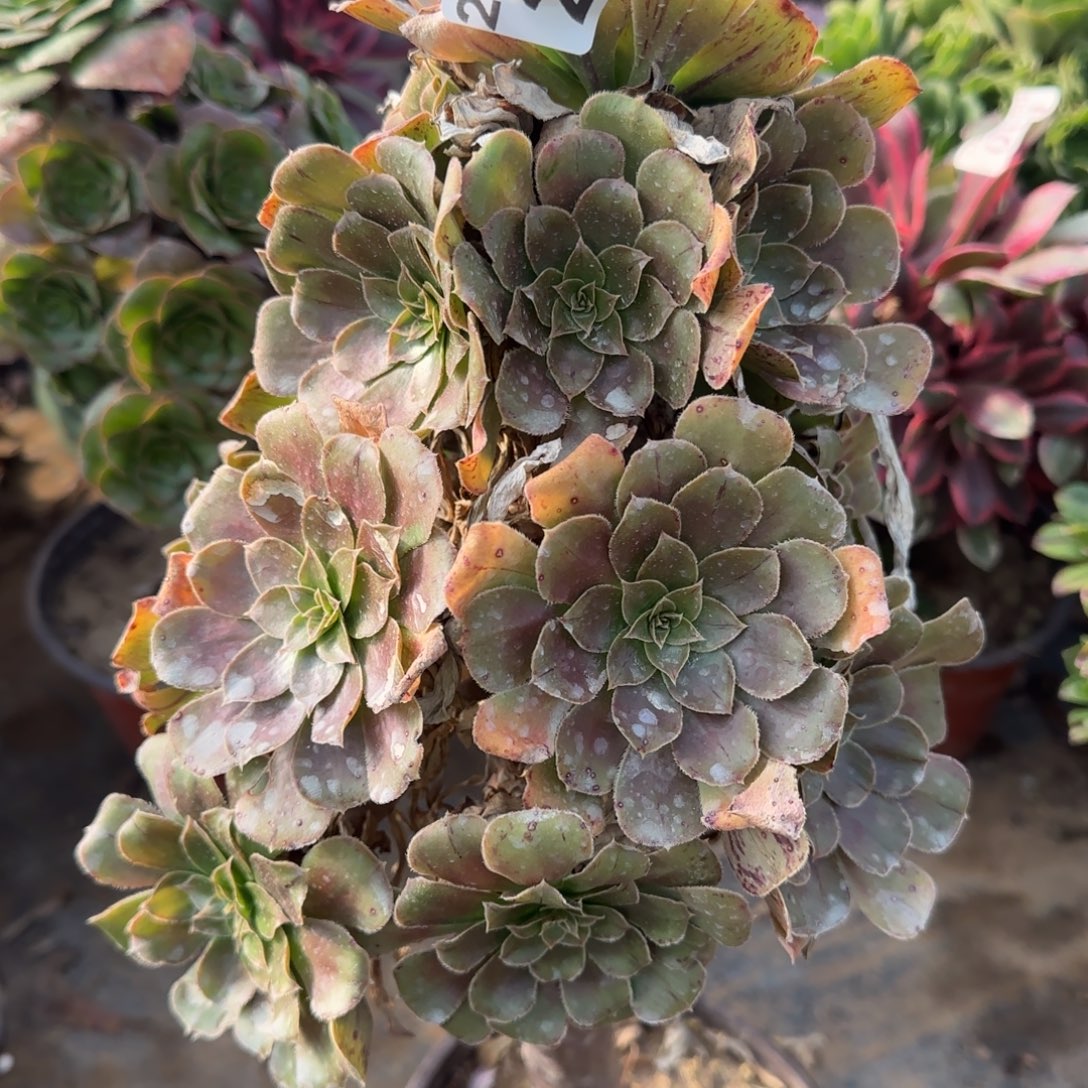 金缕208满20包邮断枝不包