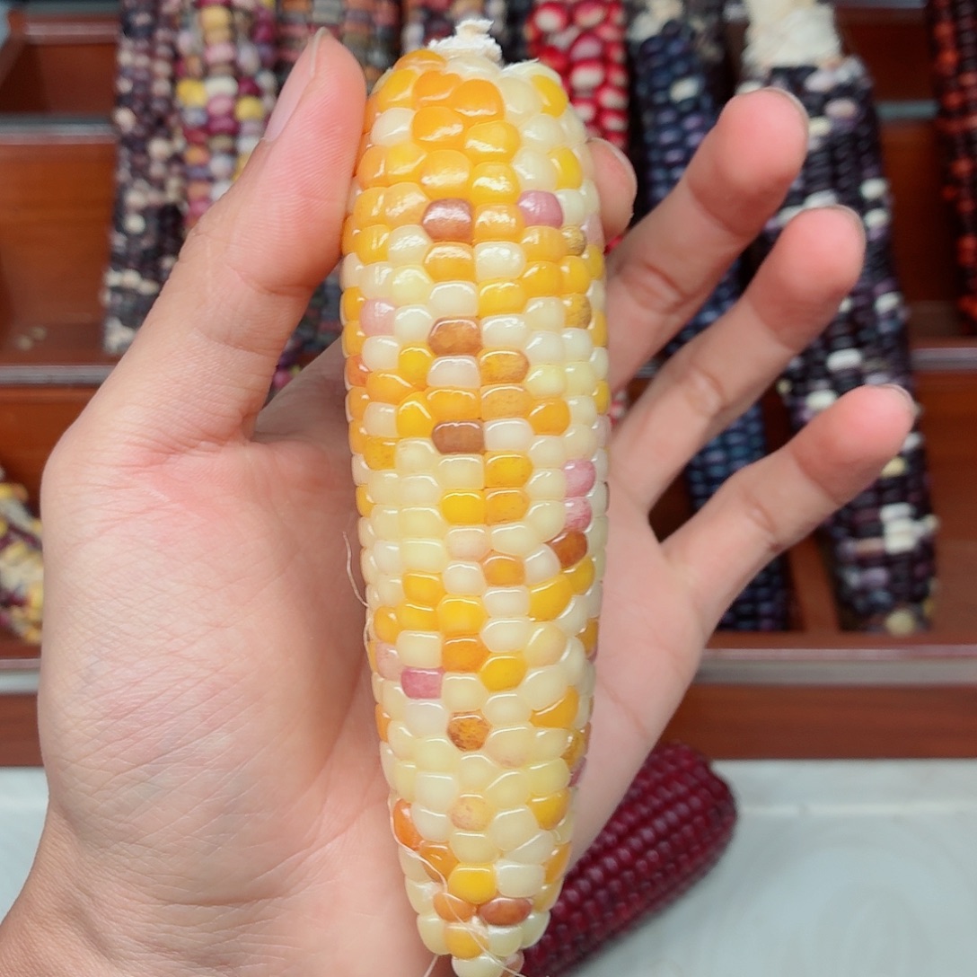 l***露吊坠白玉菩提文玩玉米毛料精品