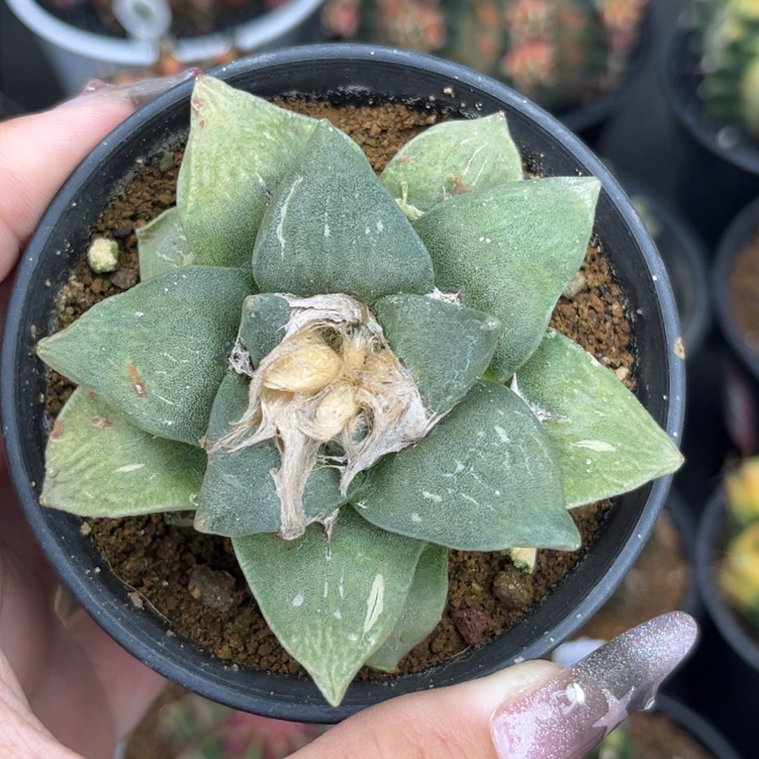 泰系 自根 洋牡丹 带盆土