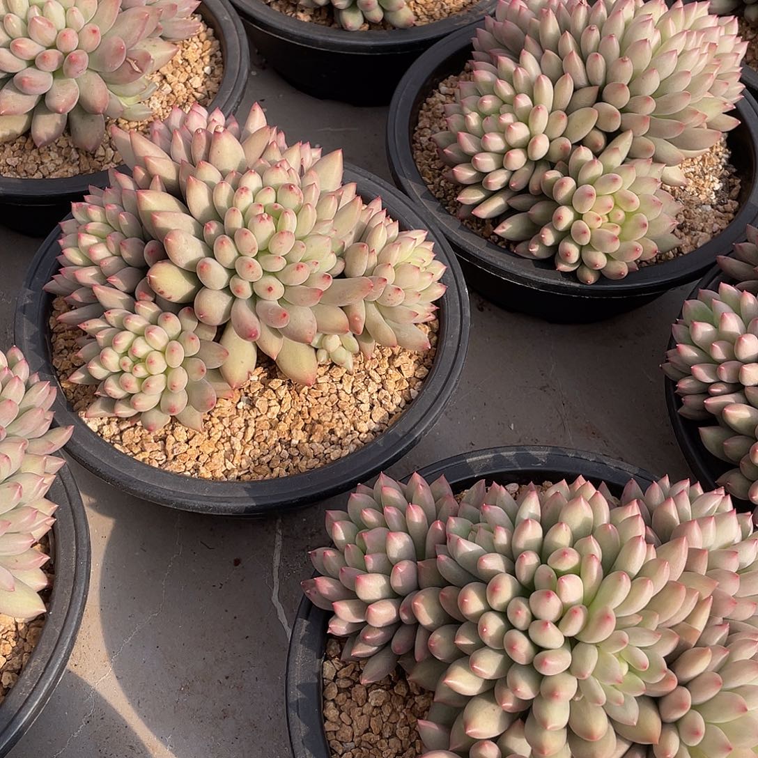 岩字精控群生18厘米可挑