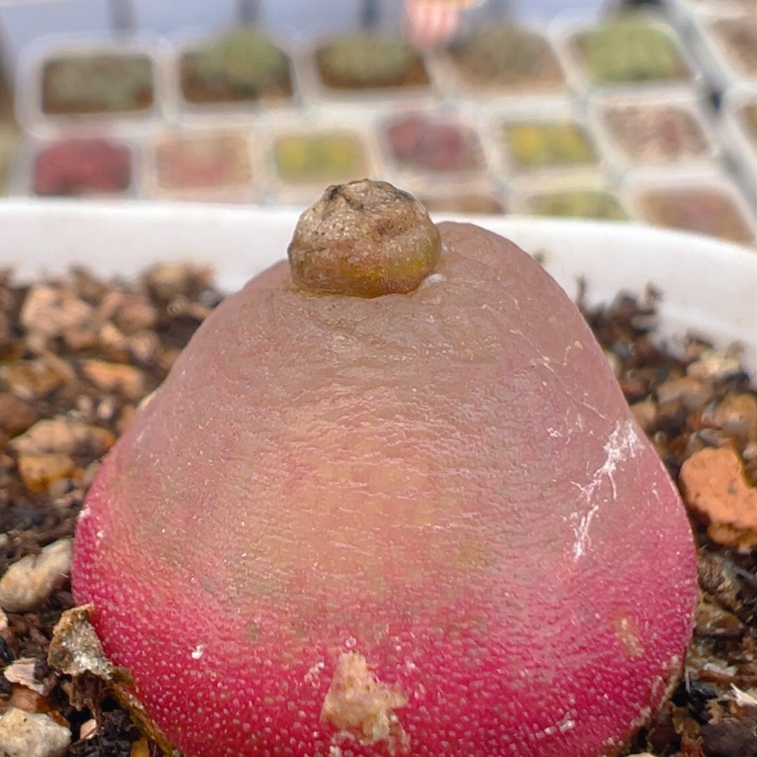 121多肉植物百科知识