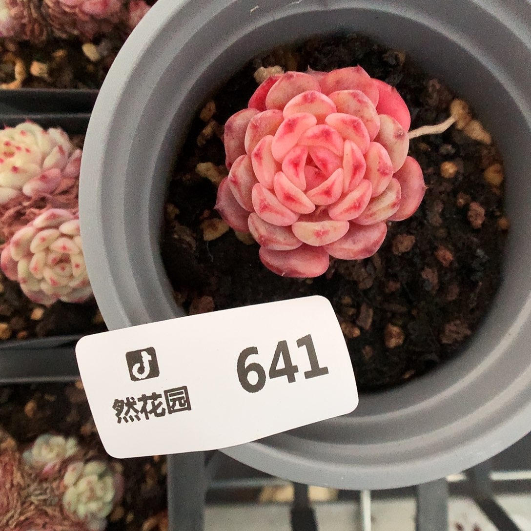641白胖多肉植物666