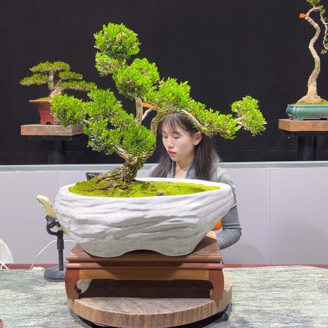 四季常青老桩黄杨盆景