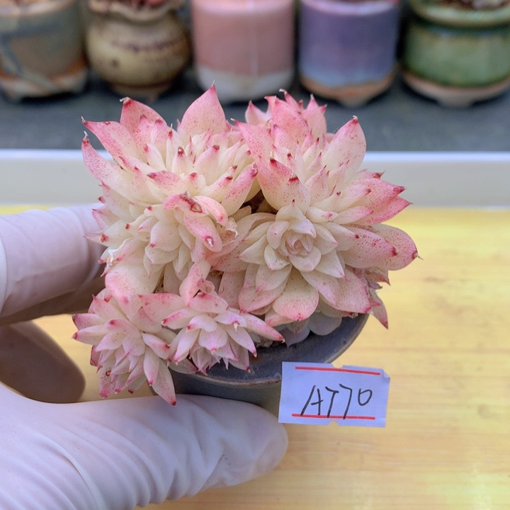 一物一拍满38包邮A770