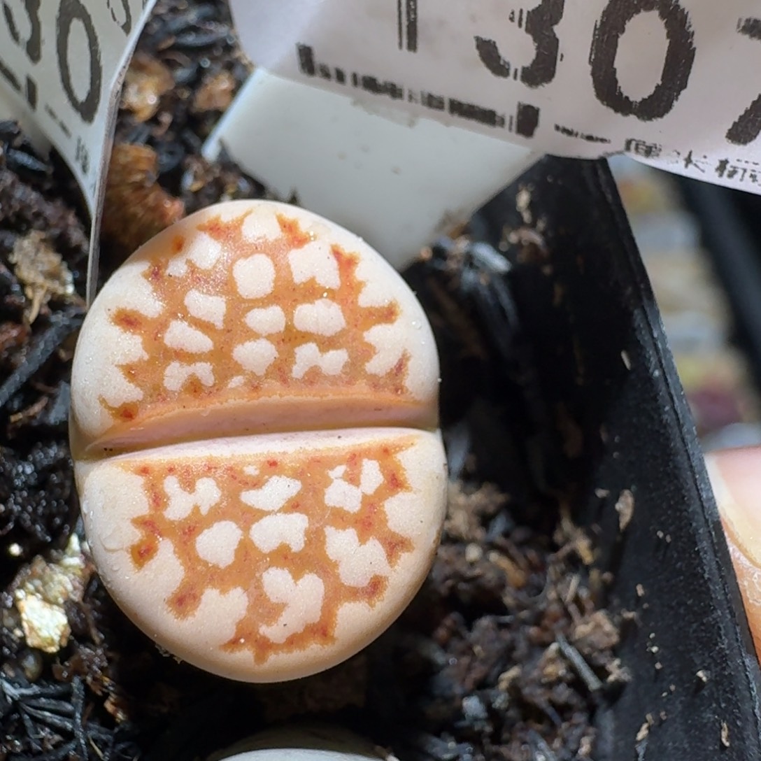 高品质生石花清清1307