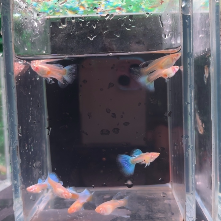 孔雀鱼蓝白绣球3对送4条笨母