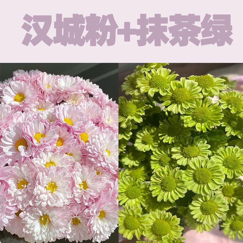 【抹茶绿小菊1扎+汉城粉小菊1扎】夏季耐高温顺丰包邮山东发货